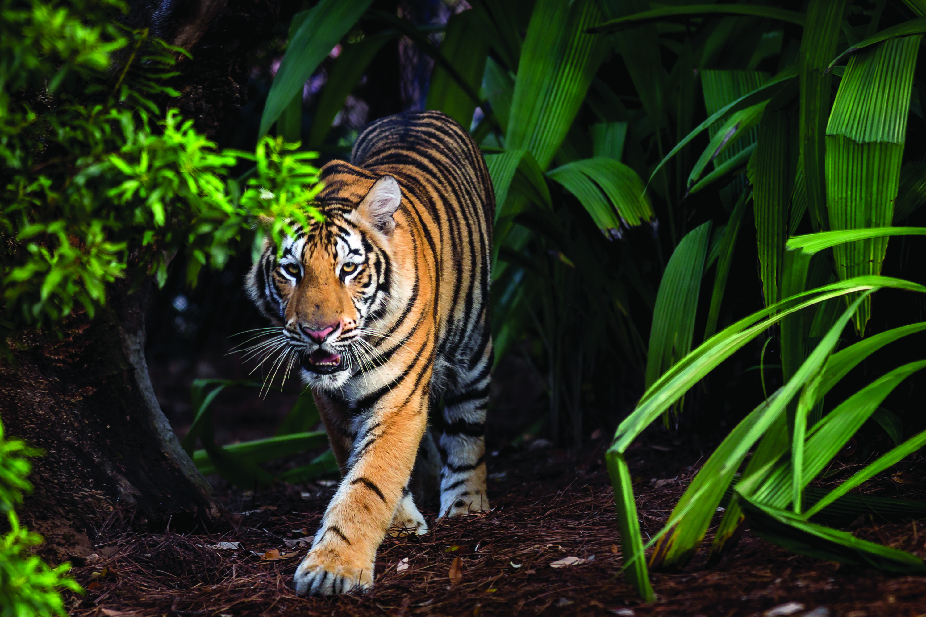 3000x2000 Meet Louisiana State University's Mike The Tiger Garden Gun - Lsu Tiger Drawing