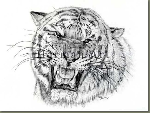 520x392 Bengal Tiger - Lsu Tiger Drawing