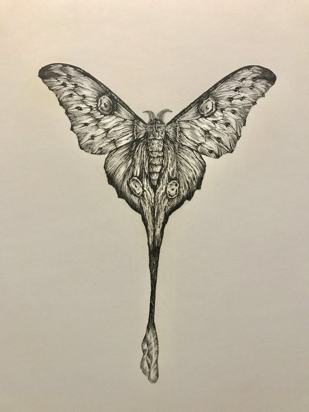 Luna Moth Drawing at Explore collection of Luna