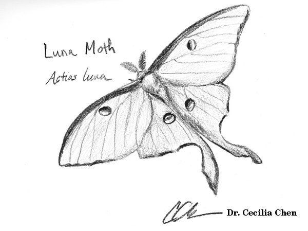 600x449 Insect Sketches - Luna Moth Drawing
