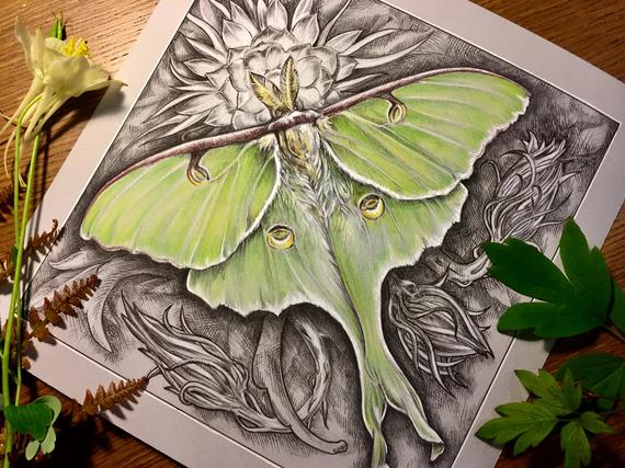 570x427 luna drawing of a luna moth matted etsy - Luna Moth Drawing