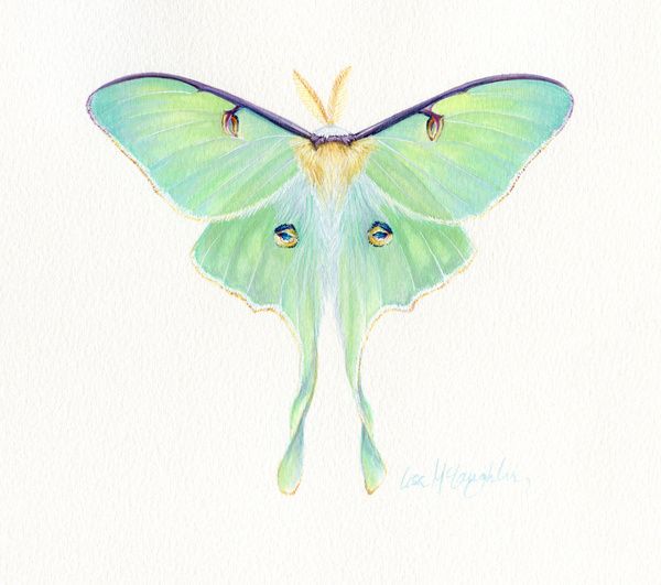 600x531 luna moth bees, butterflies moths luna moth tattoo, luna - Luna Moth Drawing