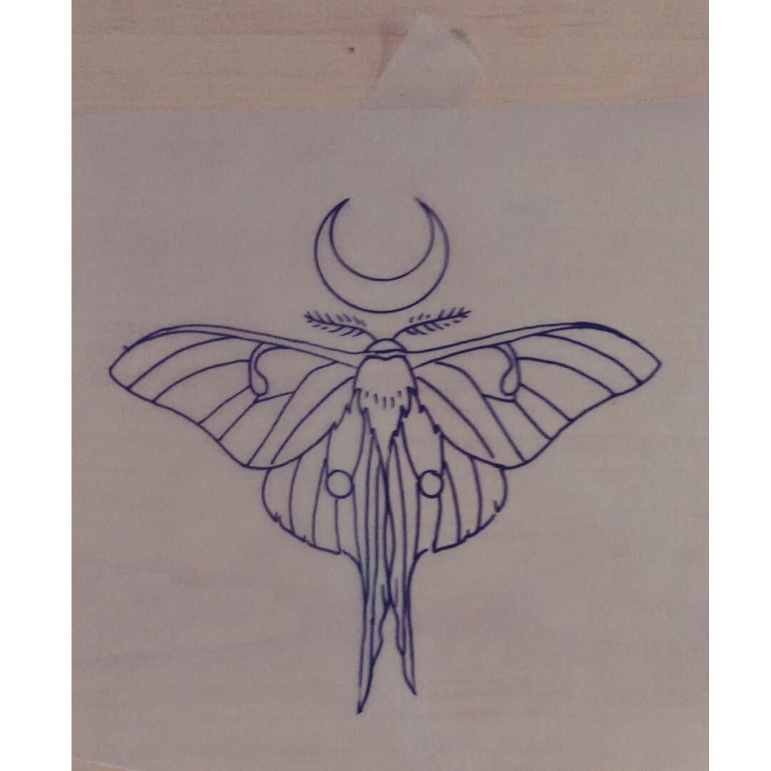 1080x1080 luna moth drawing - Luna Moth Drawing
