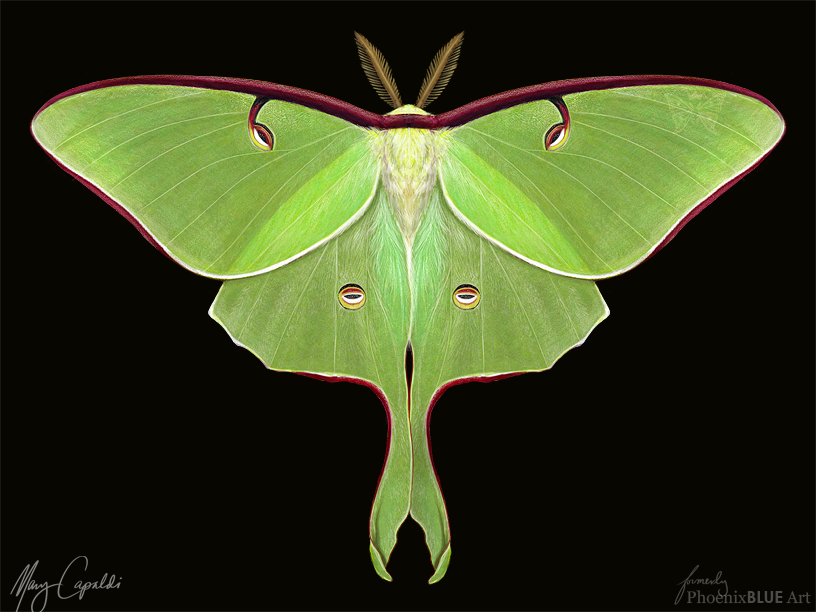 816x612 luna moth drawing - Luna Moth Drawing