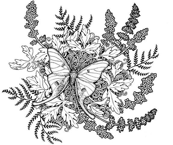 575x481 luna moth line work drawing - Luna Moth Drawing