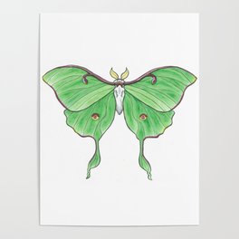264x264 luna moth posters - Luna Moth Drawing