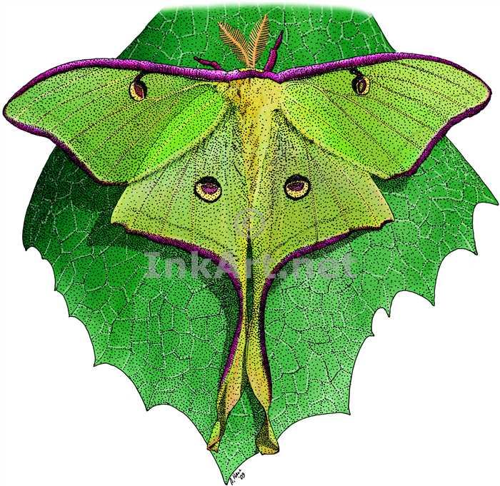 700x681 luna moth stock art illustration - Luna Moth Drawing