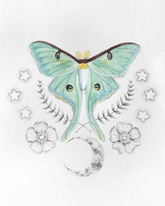 570x713 luna moth luna moth luna - Luna Moth Drawing