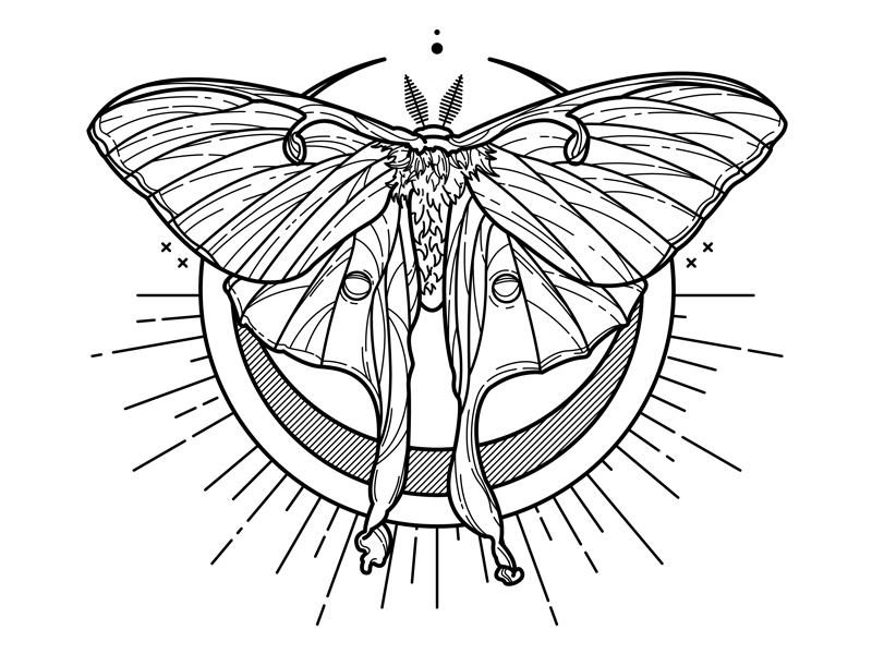 800x600 luna moth - Luna Moth Drawing.