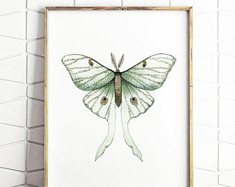 340x270 luna moth drawing etsy - Luna Moth Drawing