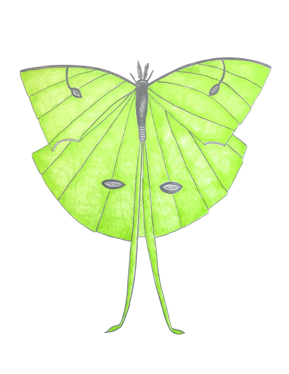 1000x1294 Creatures - Luna Moth Drawing