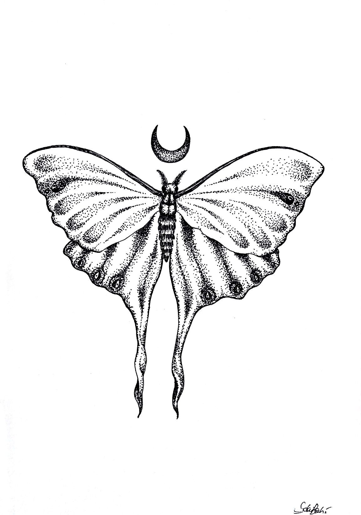 1154x1642 moon moth tattoo actias luna moon moth black pen black and white - Luna Moth Drawing