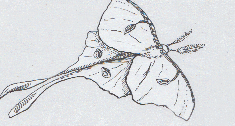825x444 The Anti Echolocation Tail A New Entomology, Zoology Thing - Luna Moth Drawing