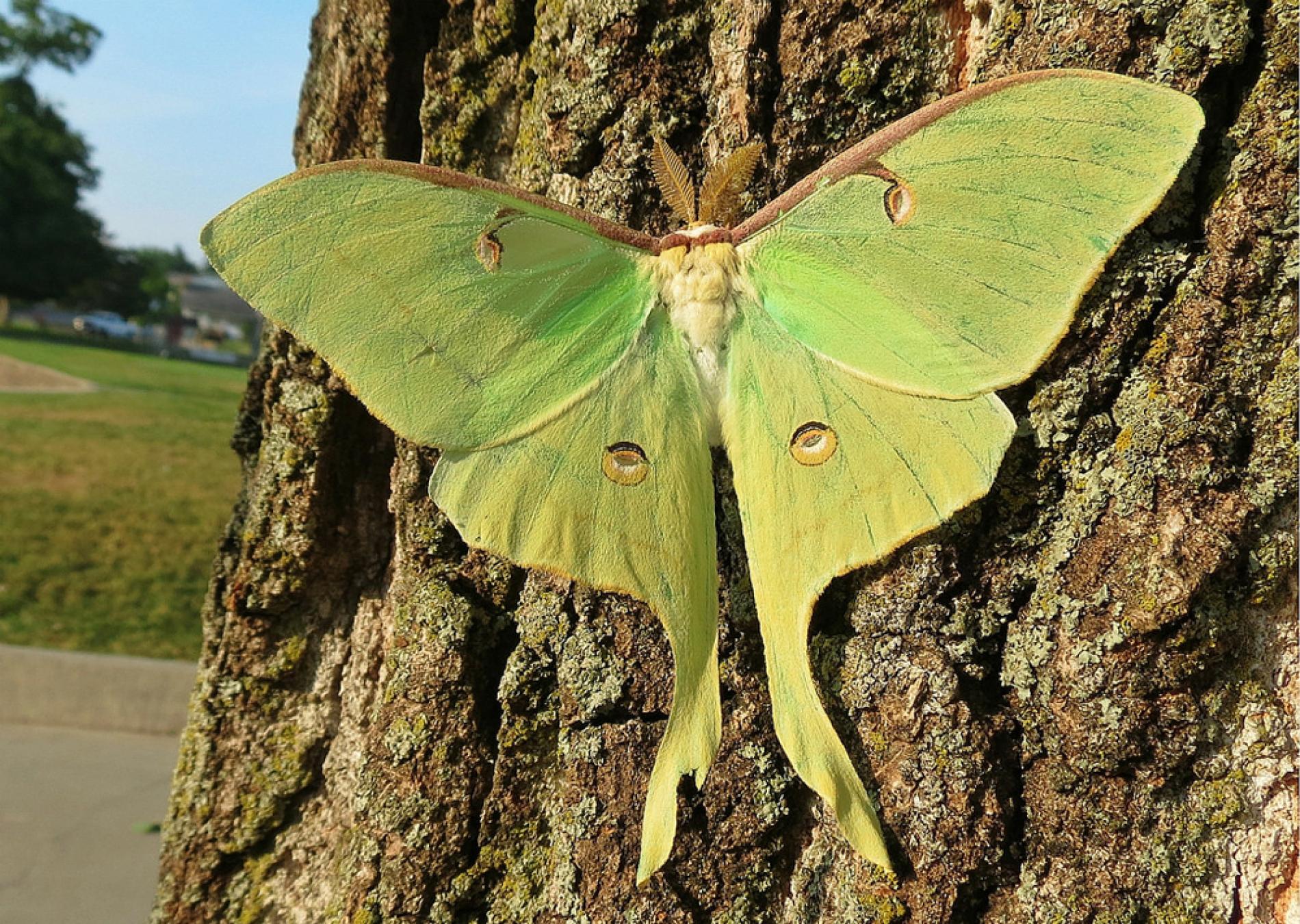 1900x1350 why do luna moths have such absurdly long tails - Luna Moth Drawing
