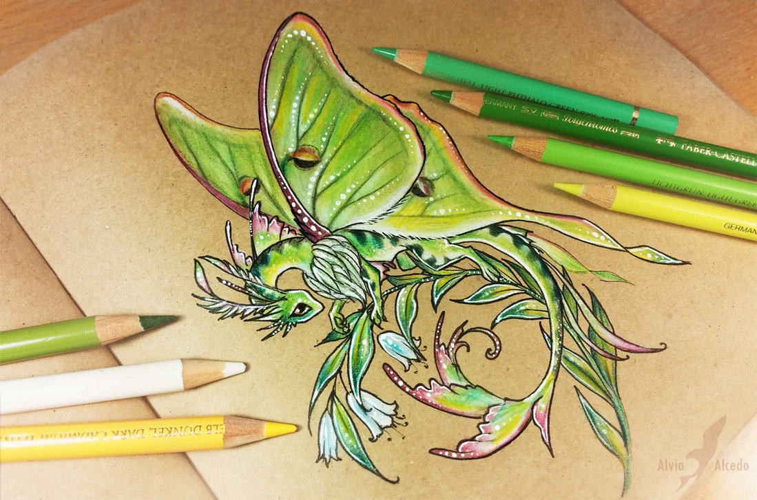 1099x727 luna moth - Luna Moth Drawing