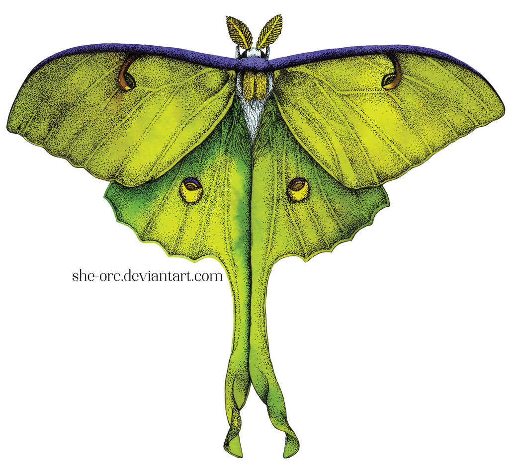 Luna Moth Drawing at Explore collection of Luna