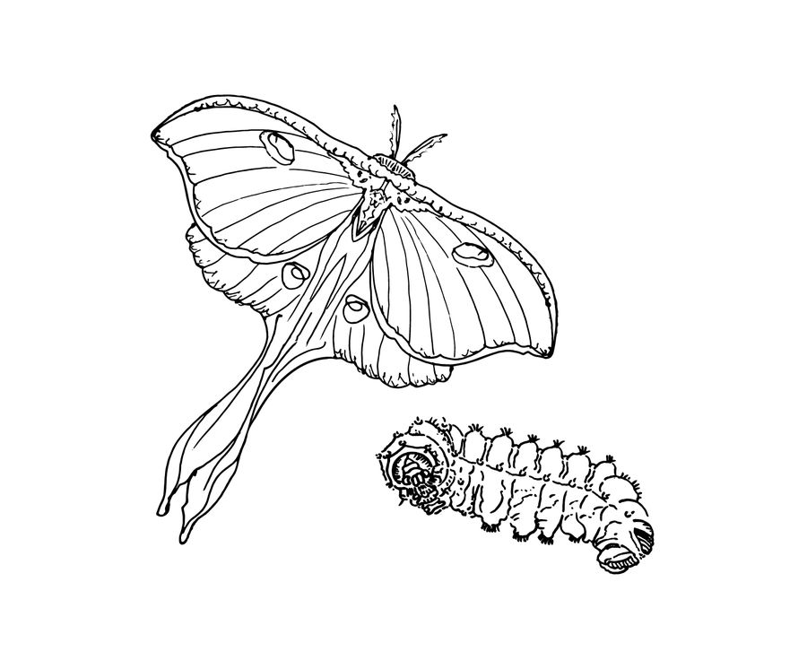900x746 Entry - Luna Moth Drawing