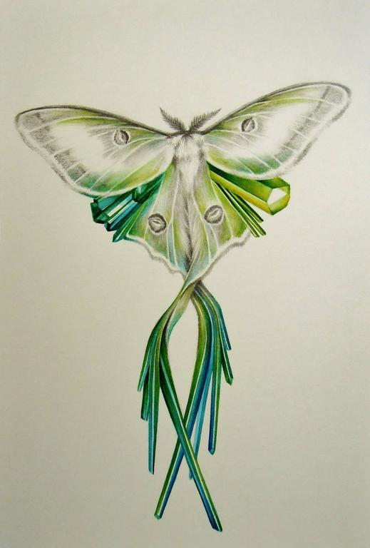 519x768 Francine Fox - Luna Moth Drawing
