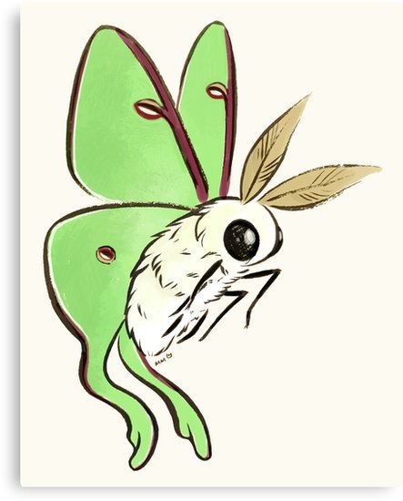 443x550 fuzzy cute luna moth canvas print - Luna Moth Drawing