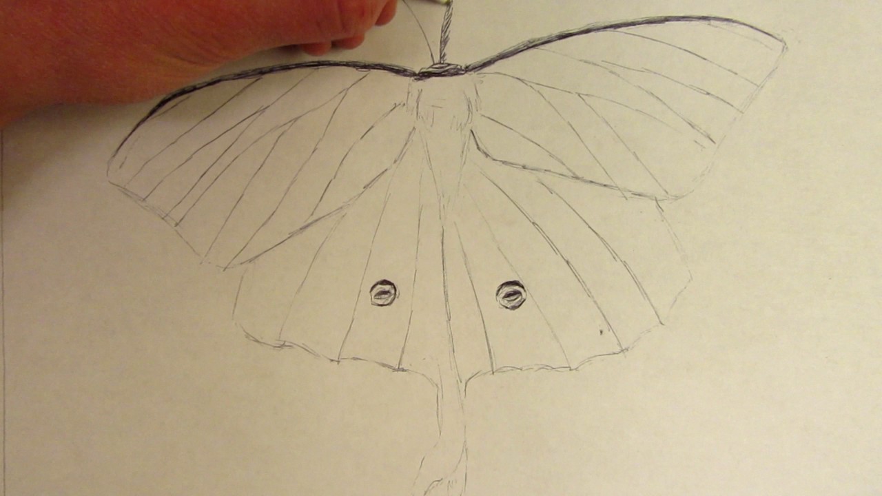 1280x720 how to draw a luna moth with a pen - Luna Moth Drawing