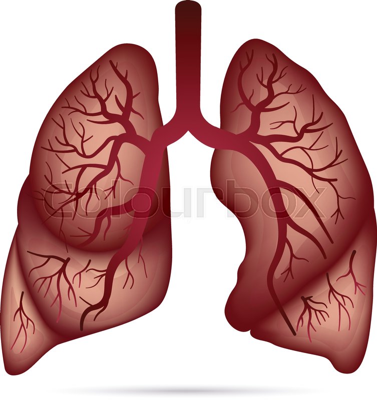 753x800 human lungs anatomy for asthma, stock vector colourbox - Lung Cancer Drawing