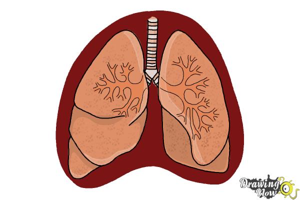 600x400 how to draw lungs - Lungs Drawing