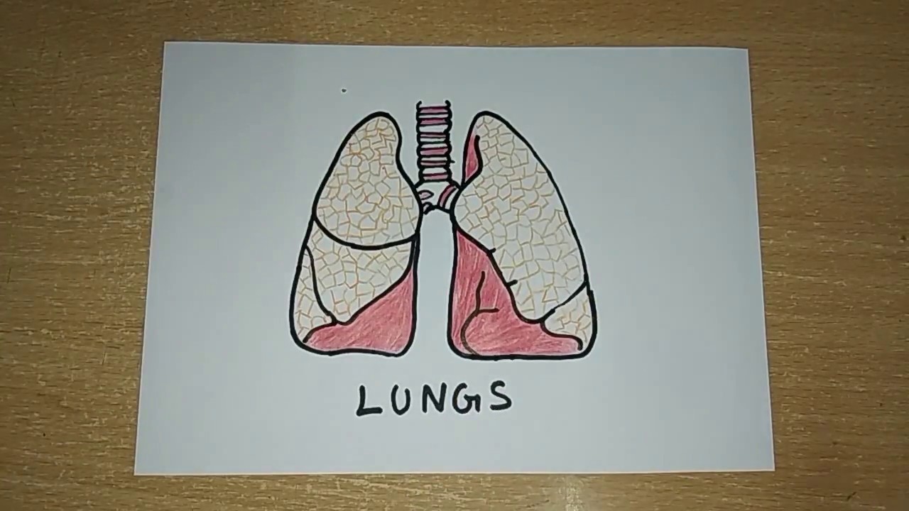 1280x720 how to draw a lungs human organs drawing easy step - Lungs Drawing
