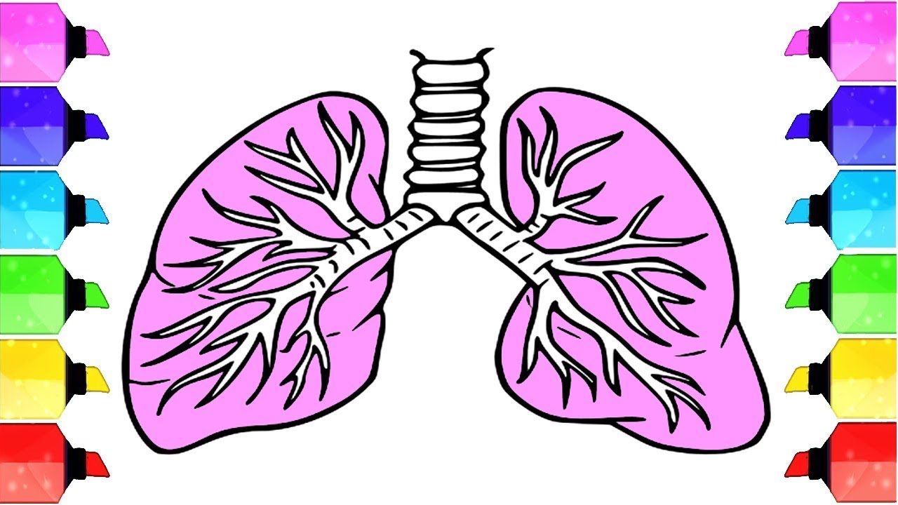 Здоровые легкие рисунок