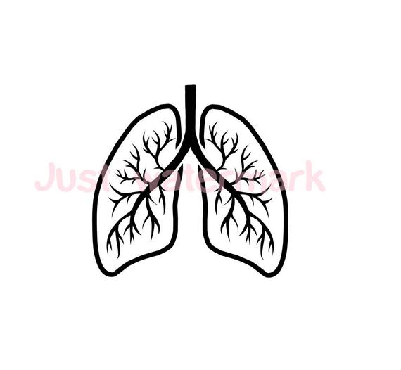 570x526 svgjpg human lung line drawing real hand drawing etsy - Lungs Drawing