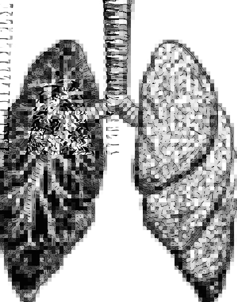 478x609 lungs drawing drawing skill - Lungs Drawing