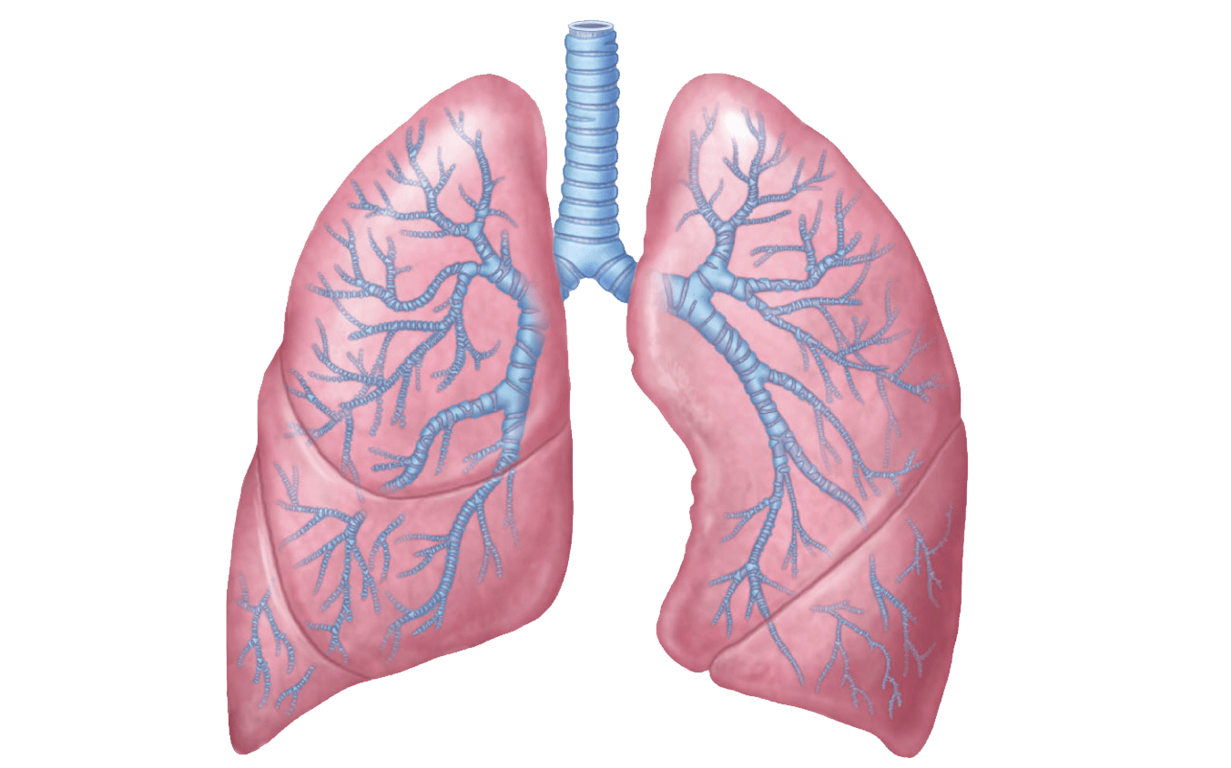 1352x844 lungs drawing transparent png - Lungs Drawing