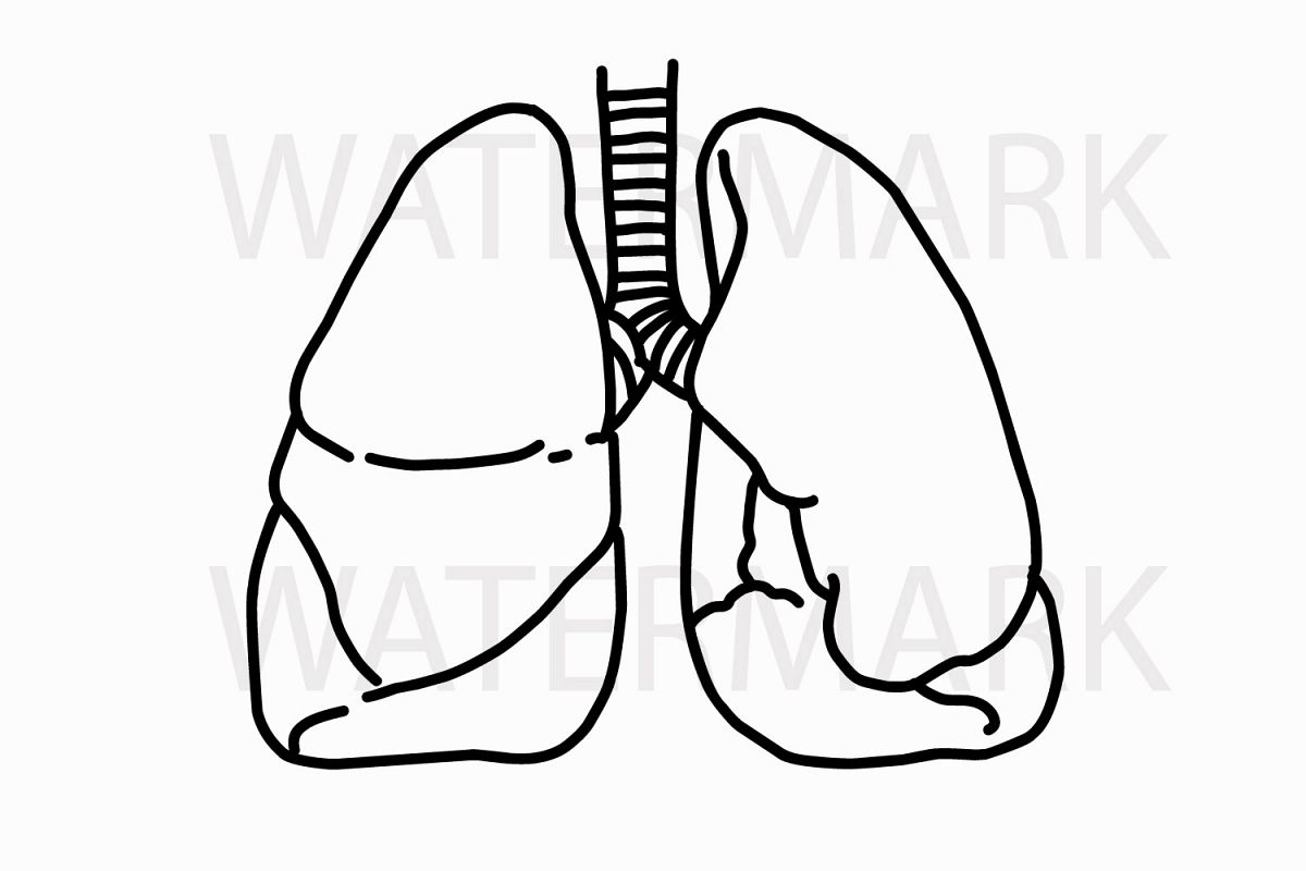 1200x800 outline lungs - Lungs Drawing