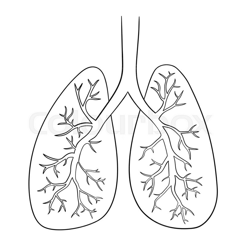 800x800 vector illustration of lungs doodle stock vector colourbox - Lungs Drawing