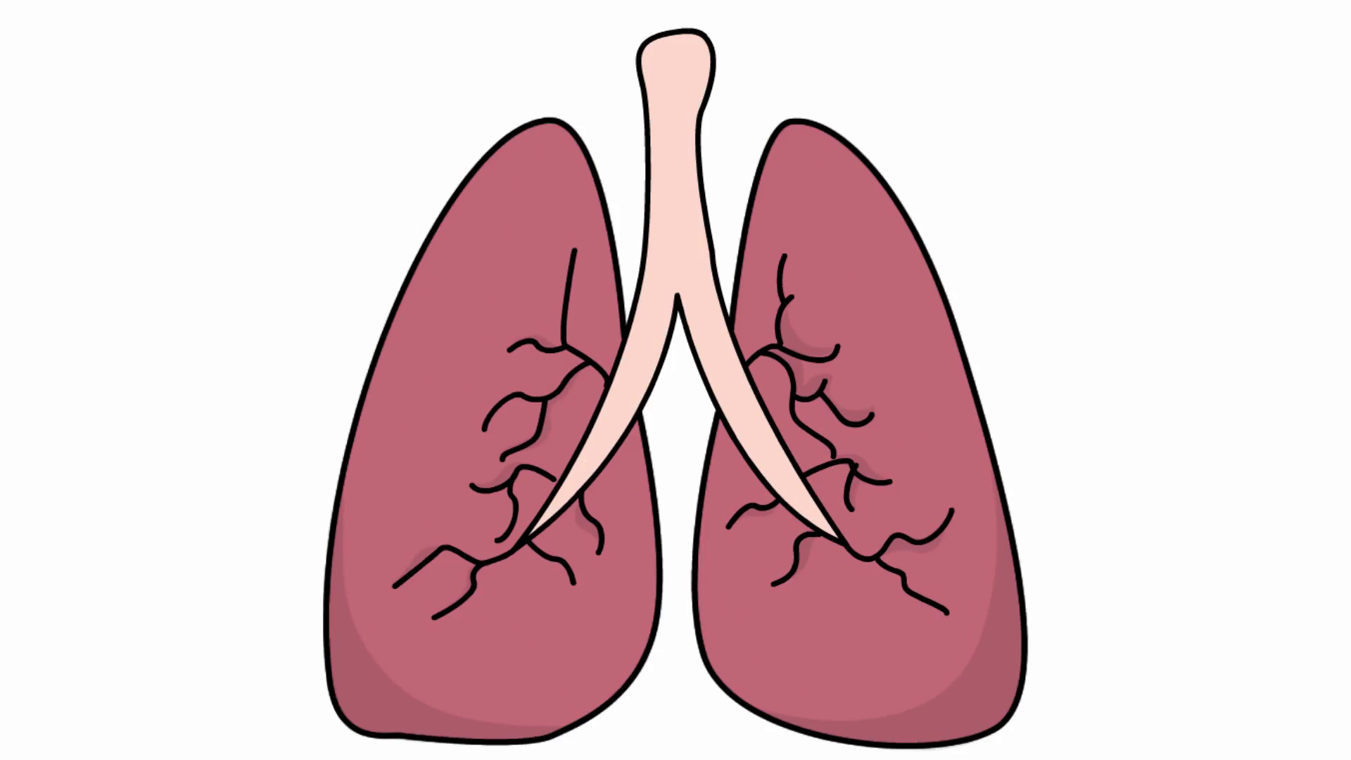1920x1080 lungs sketch illustration hand drawn animation transparent motion - Lungs Drawing