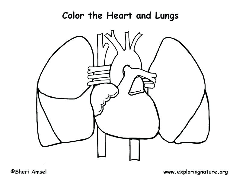 heart blood flow coloring page