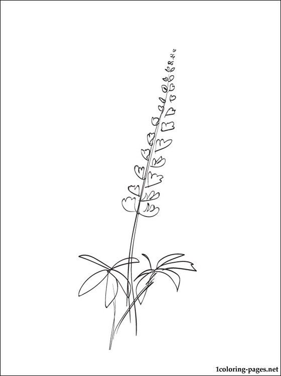 560x750 Flowers Drawings Lupine Coloring - Lupine Drawing