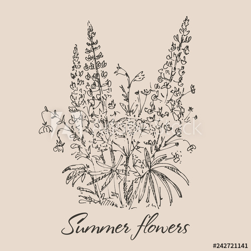 500x500 Hand Drawn Lupine Flowers Summer Bouquet With Wild Flowers - Lupine Drawing