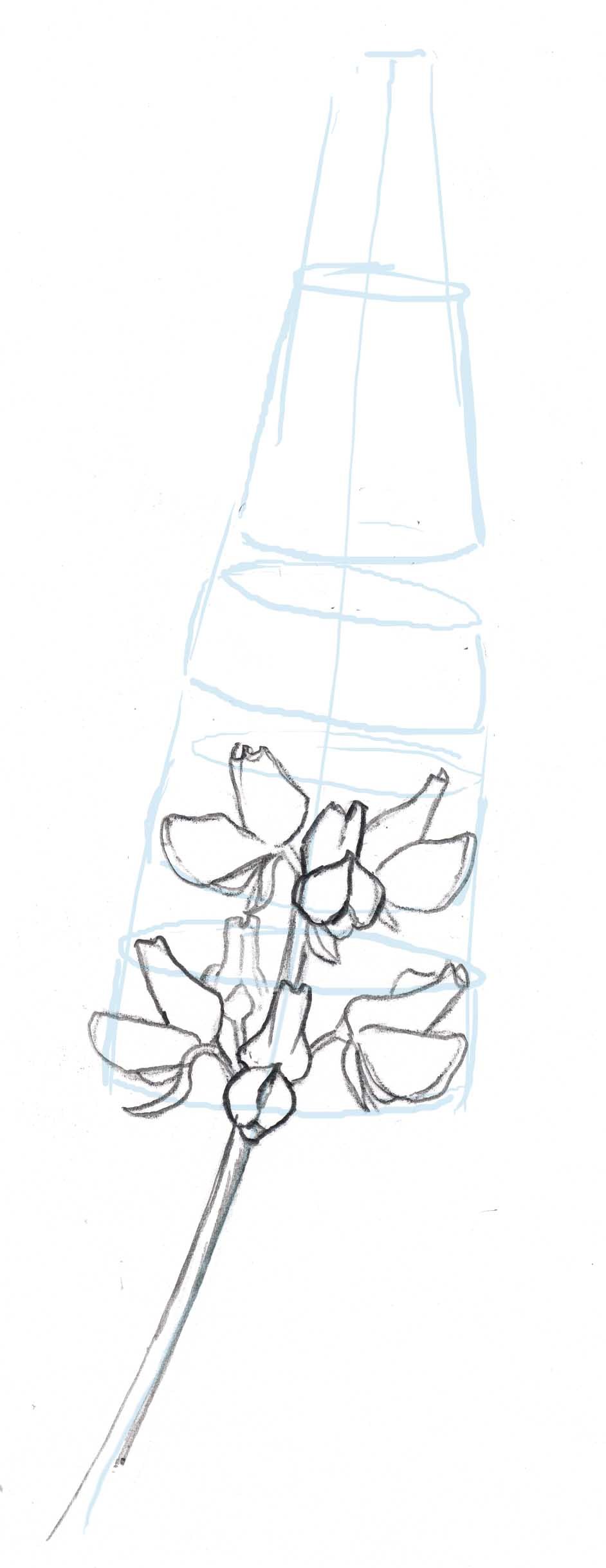 942x2436 How To Draw Lupine Step - Lupine Drawing