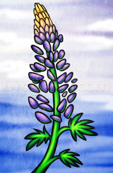 229x350 How To Draw A Lupine Flower, Step - Lupine Drawing