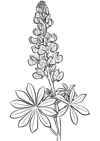 339x480 Image Result For Lupine Blossom From Top Tattoo Ideas - Lupine Drawing