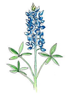 220x300 Lupine Drawings Fine Art America - Lupine Drawing