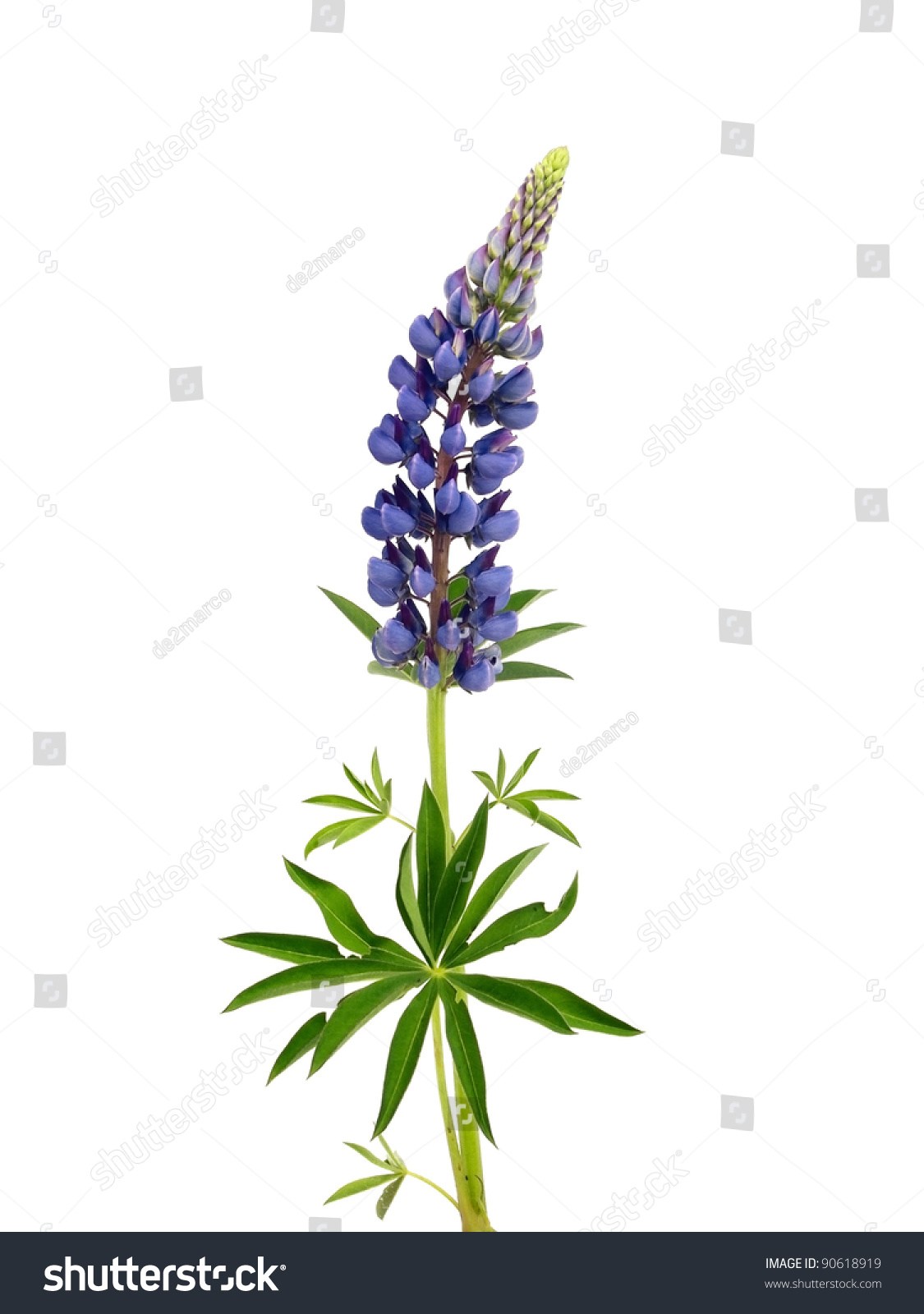 Lupine Drawing at Explore collection of Lupine Drawing