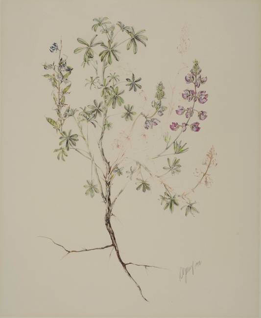 533x650 Lupine - Lupine Drawing