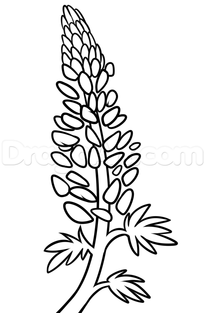 420 Lupine Flower Coloring Pages  Images