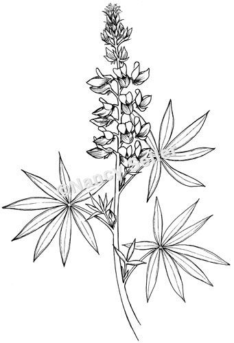 341x500 Lupine Pretty In Drawings, Skin Art, Stamp Carving - Lupine Drawing