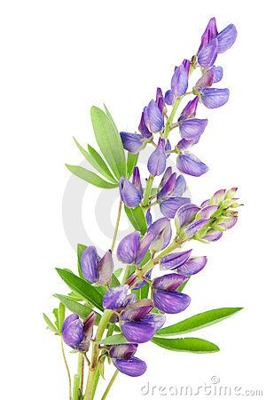 300x450 Purple Lupine Drawing - Lupine Drawing