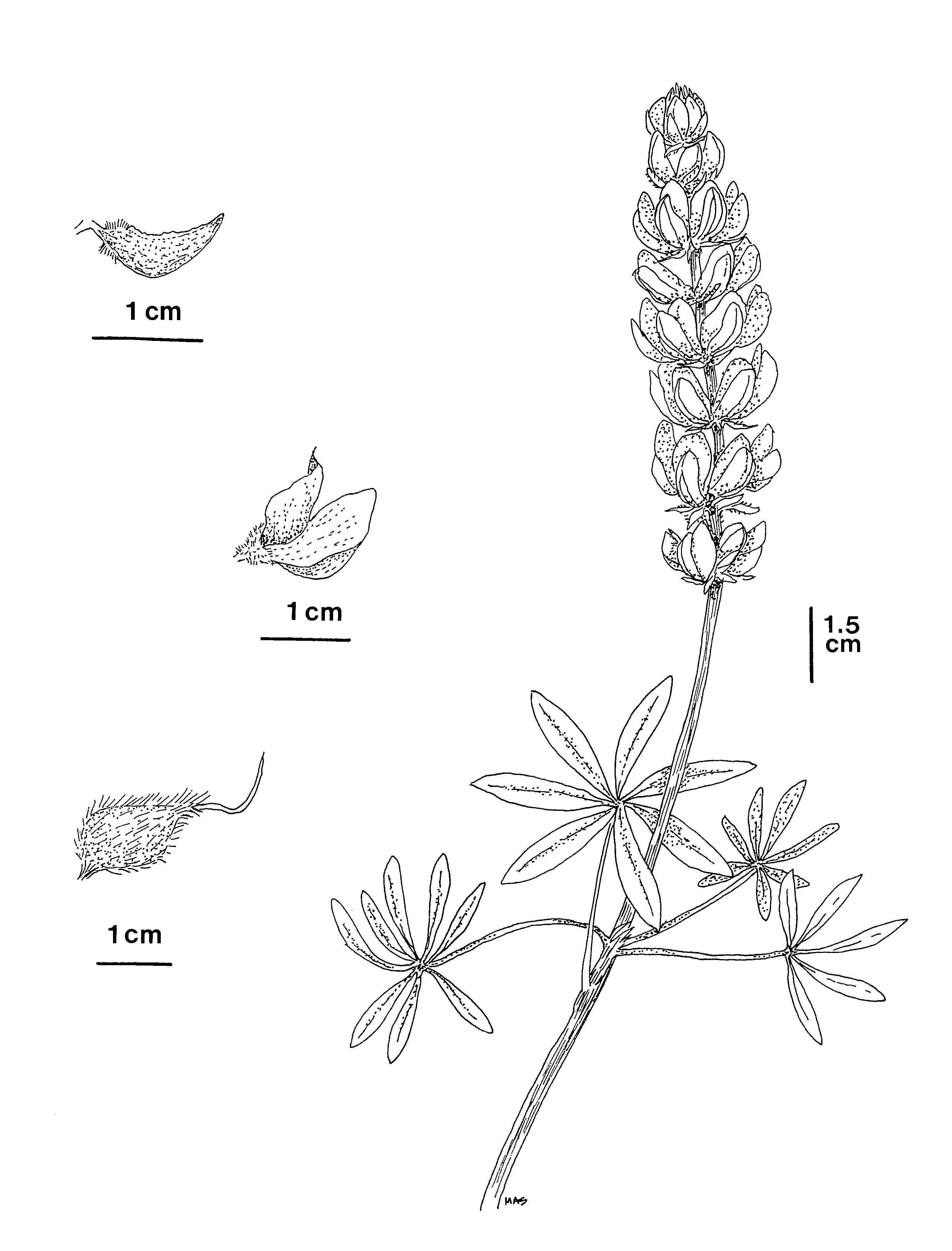 3109x4084 Thistle Lupine Cactus Drawing - Lupine Drawing