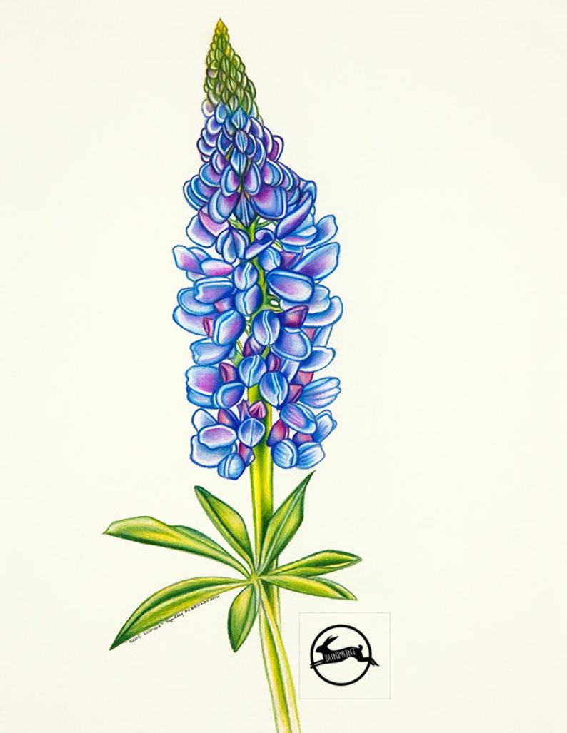 Lupine Drawing At Explore Collection Of Lupine Drawing