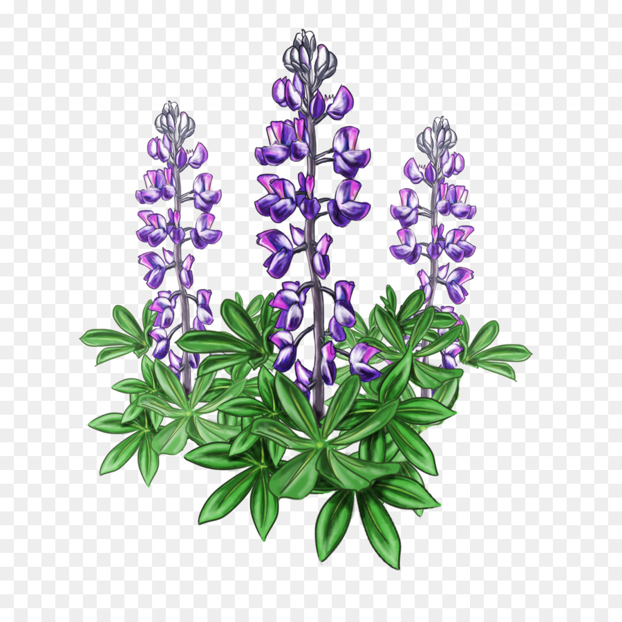 Lupine Drawing at Explore collection of Lupine Drawing