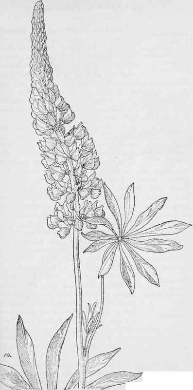 397x800 Ex Of Lupine Flower - Lupine Drawing